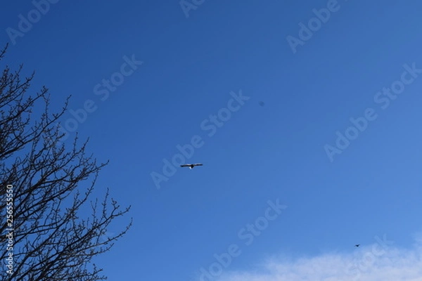 Fototapeta Природа  Авачинская бухта  Камчатка Россия Дальний восток