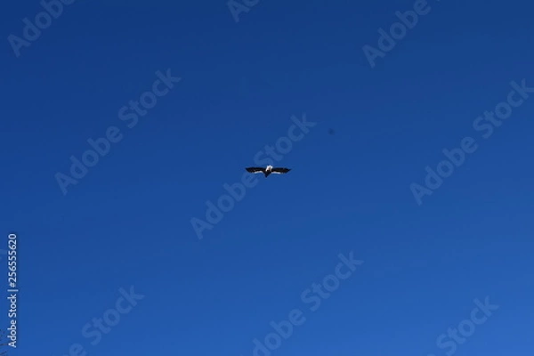 Fototapeta Природа  Авачинская бухта  Камчатка Россия Дальний восток