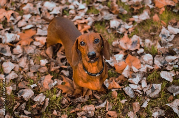 Obraz Look at me with tenderness