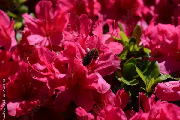 Obraz つつじと蜂