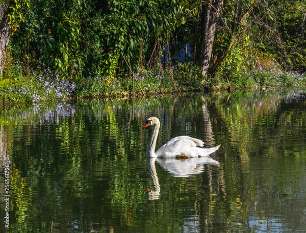 Fototapeta Wild white swan on a lake at botanic garden