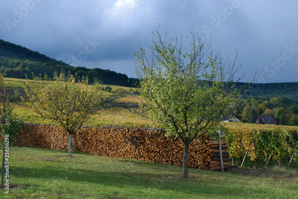 Obraz Madera cortada