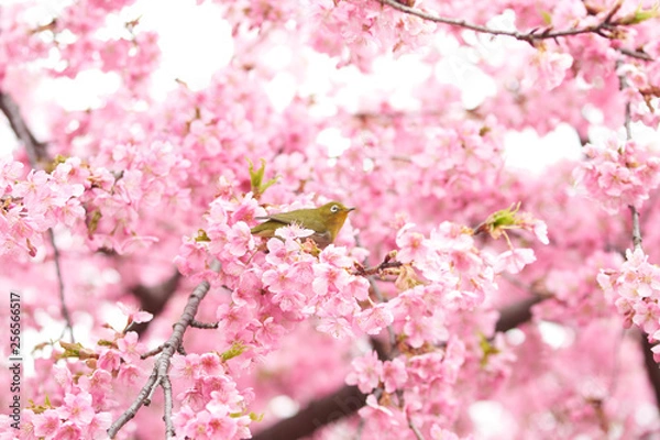 Obraz 桜とメジロ