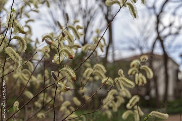 Fototapeta ネコヤナギ