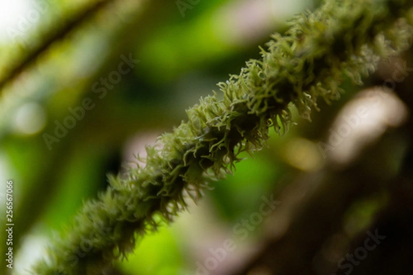 Fototapeta A close-up of soft textured plants that bloom in the tropics.