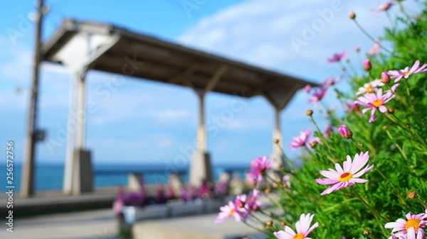 Obraz 下灘駅とコスモス