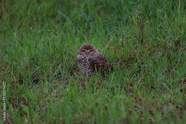 Fototapeta coruja no meio da grama pastagem