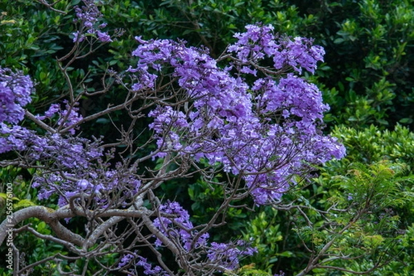 Fototapeta テネリフェ島