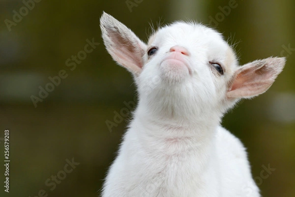 Obraz head from white goat kid