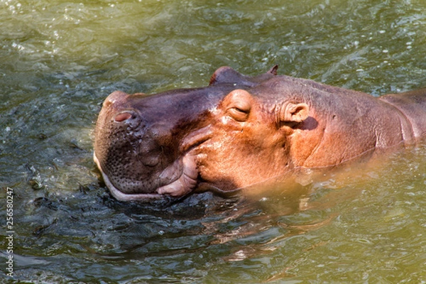 Fototapeta Hippopotamus waiting for feed by human