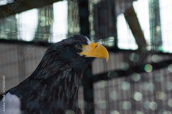 Fototapeta bird of prey