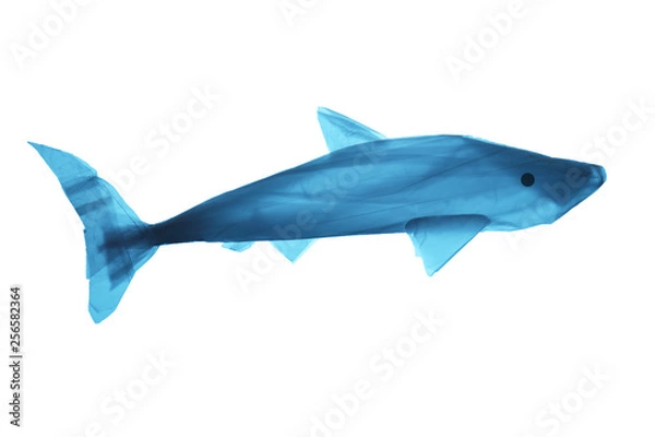 Obraz Plastic trash in the sea. Pollution of the world ocean waste. Silhouette of fish from a used plastic bag.