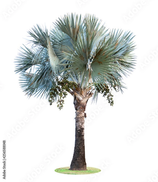 Fototapeta High palm trees (Livistona Rotundifolia or fan palm) with fruit isolated on white background.