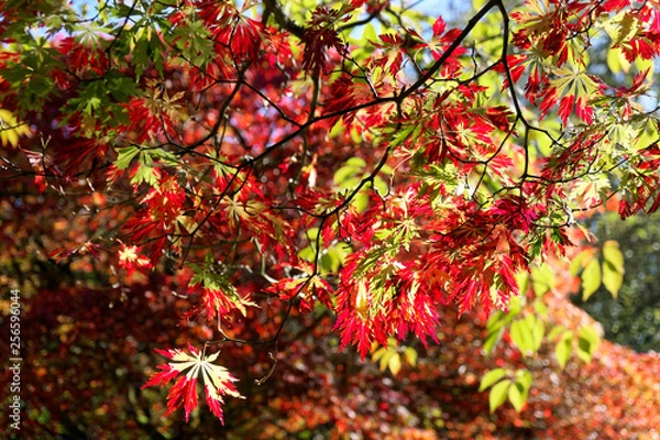 Obraz Branch with Red Leaves