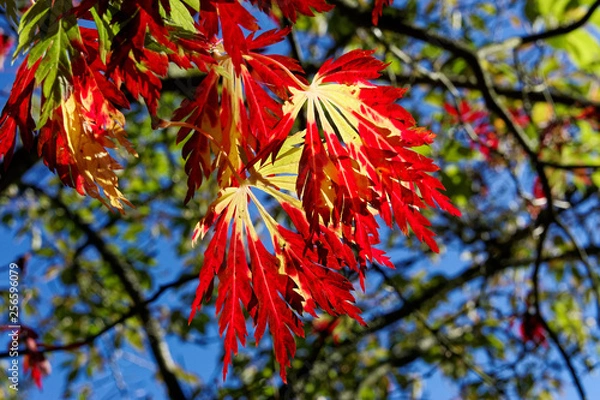 Obraz Red and Yellow Leaves