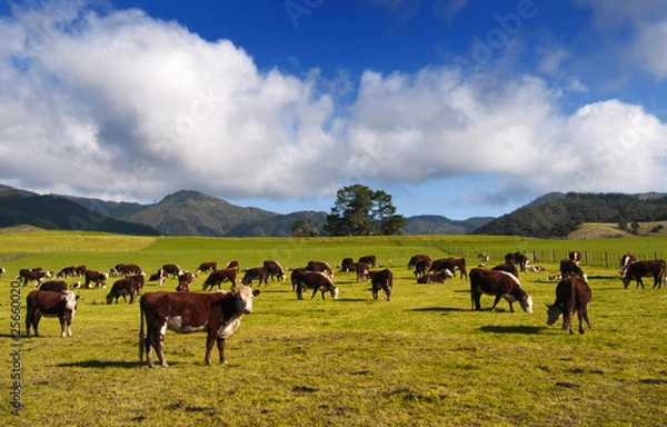 Obraz New Zealand Cows & Countryside.
