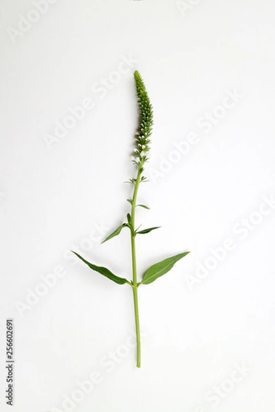 Obraz 아름다운 봄 꽃들, 활짝핀 아름다운 꽃 ,꽃 오브젝트