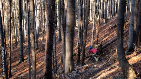 Fototapeta Mountainbiker rides in autumn forest