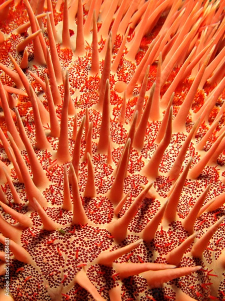Fototapeta Red crown-of-thorns starfish