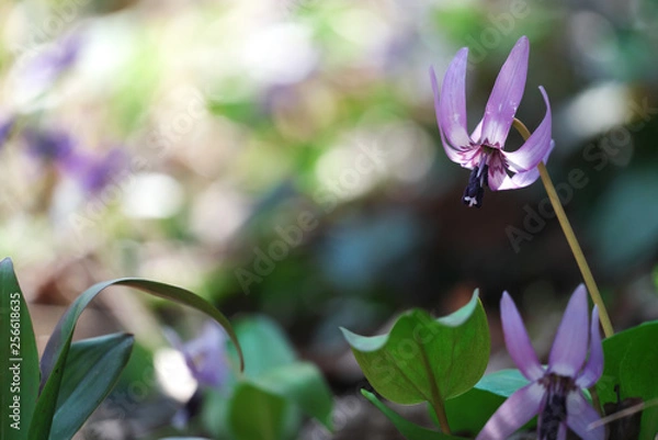 Fototapeta 春の風景・かたくりの花