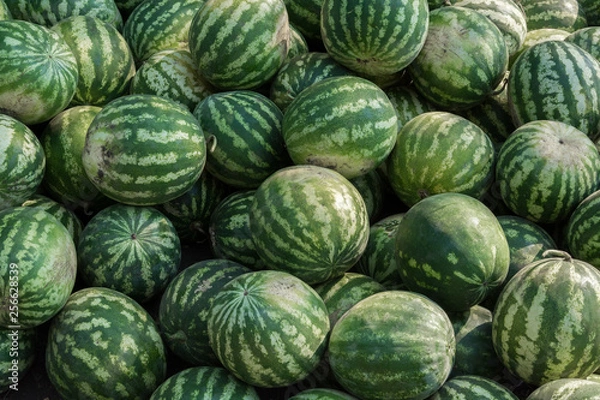 Obraz A bunch of ripe watermelons. Agricultural culture of Ukraine. Harvesting and selling.