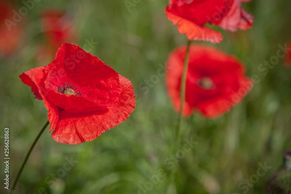Fototapeta Red poppies on a background of green meadows