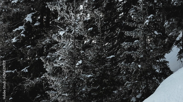 Obraz Tree with snow