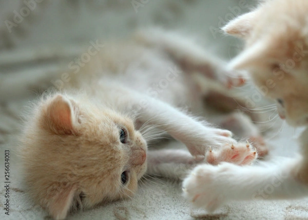 Obraz portrait of cute fluffy kitten