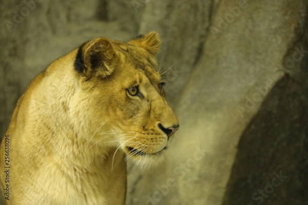 Obraz lion female