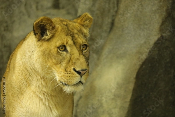 Obraz lion female
