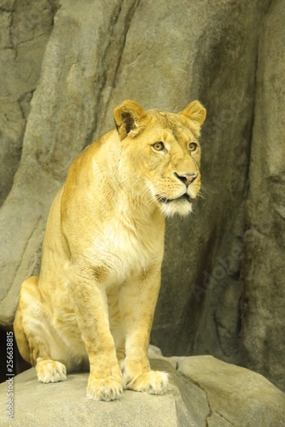 Obraz lion female