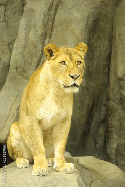 Obraz lion female