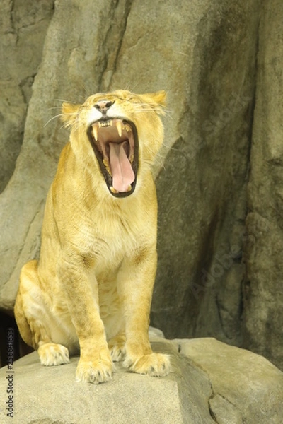 Obraz lion female