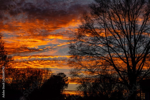 Obraz sunset in forest