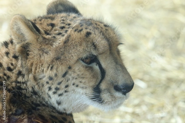 Obraz 可愛いチーター