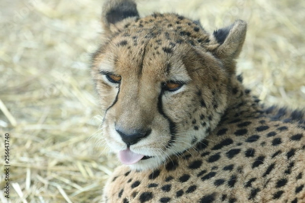 Fototapeta 可愛いチーター