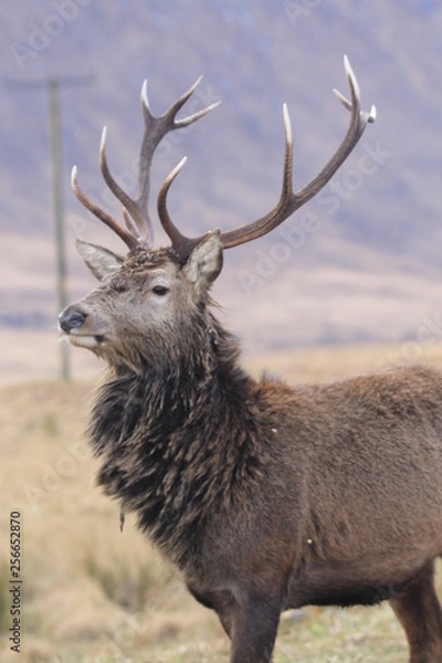 Obraz Stag at Glen Etive