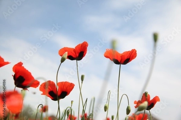 Fototapeta Field of poppies against the setting sun.turkey