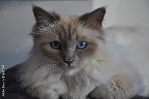 Obraz Lilac Point Balinese