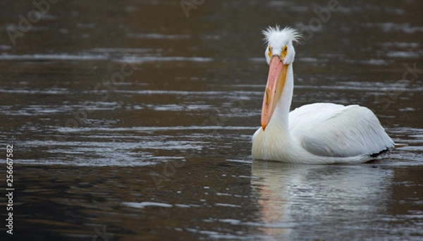 Obraz American White Pelican