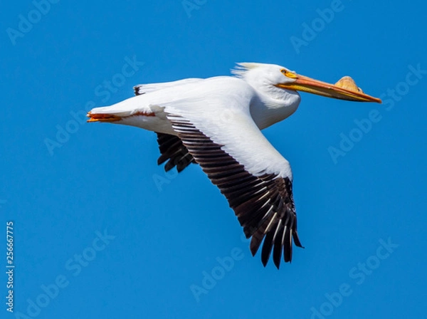 Obraz American White Pelican