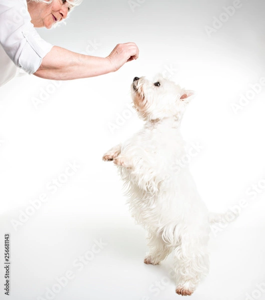 Fototapeta A West highland white terrier Dog Isolated on White Background in studio with senior give food
