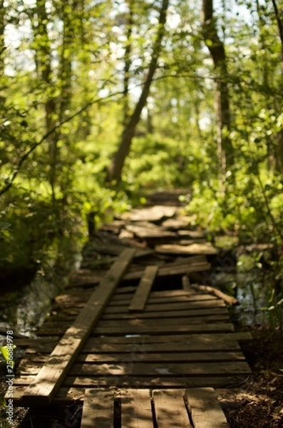 Obraz Path in Forest