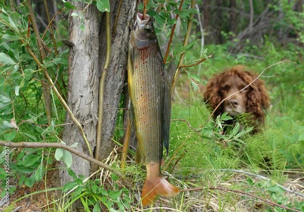 Fototapeta Хариус