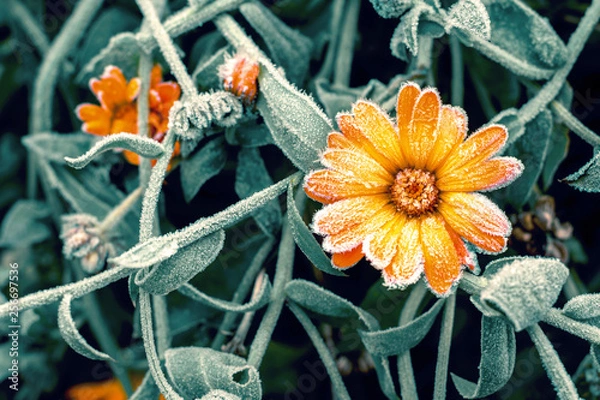 Fototapeta A bright orange calendula flower against a background of green leaves is covered with hoarfrost at the beginning of winter, close-up. Toning.