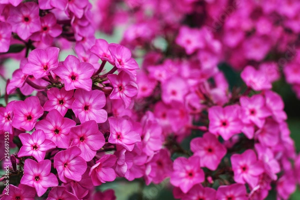 Fototapeta Delicate summer floral background for greeting card. Small bright pink flowers in the summer macro.