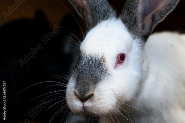 Fototapeta White rabbit with red eyes and a black nose