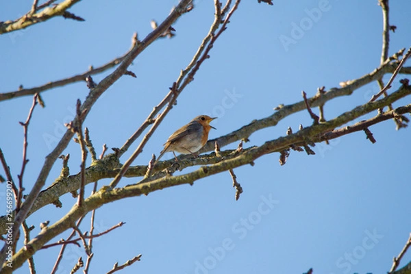Fototapeta A robin sits on a branch