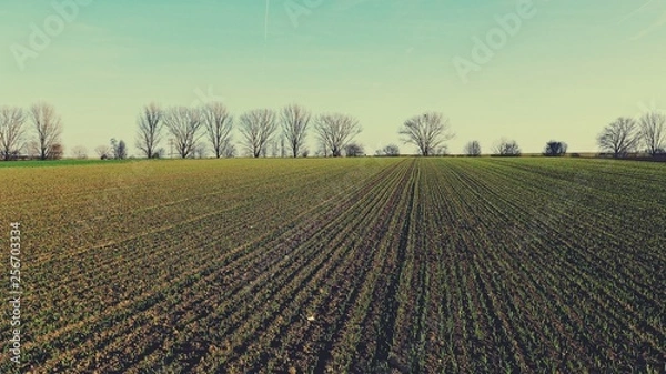 Obraz Junges Winterweizenfeld