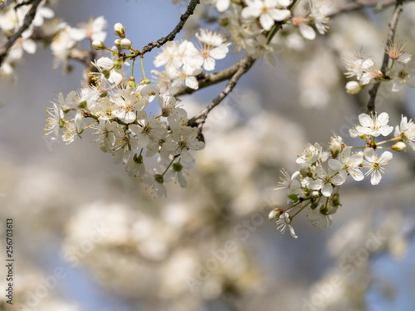 Obraz Mirabellenbaum mit Blüten